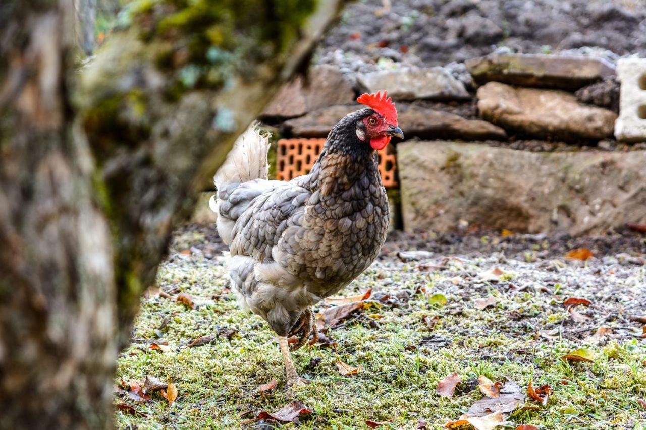 Anna'S Siedlungshaeusle Villa Herrenberg Dış mekan fotoğraf