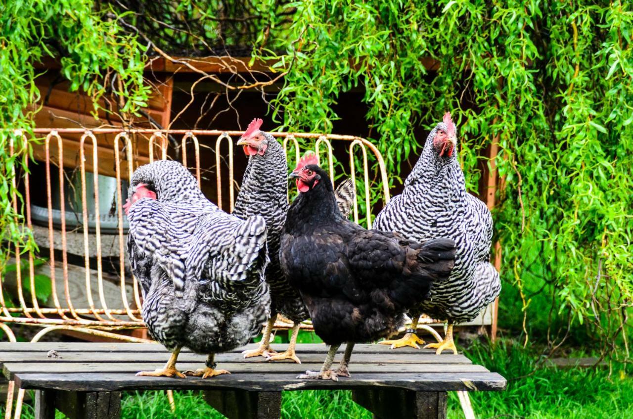 Anna'S Siedlungshaeusle Villa Herrenberg Dış mekan fotoğraf